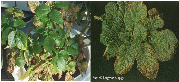 Fig 4. Older leaves showing chlorosis at the leaf margins progressing inwards as a result of potassium deficiency