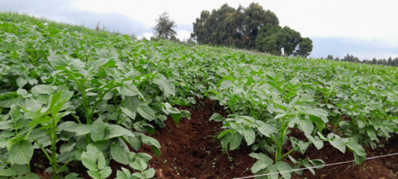 How Farmers Can Increase Potato Yields Without Increasing Acreage