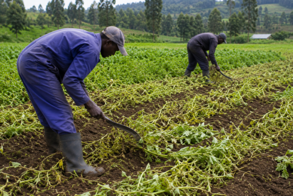 Dehaulming in Potato Production: Why, When and How to Do It before Harvest