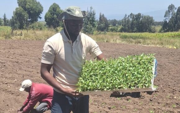 NPCK and Solynta Establish Demonstration Plots for SOLHY 023 in Kinangop